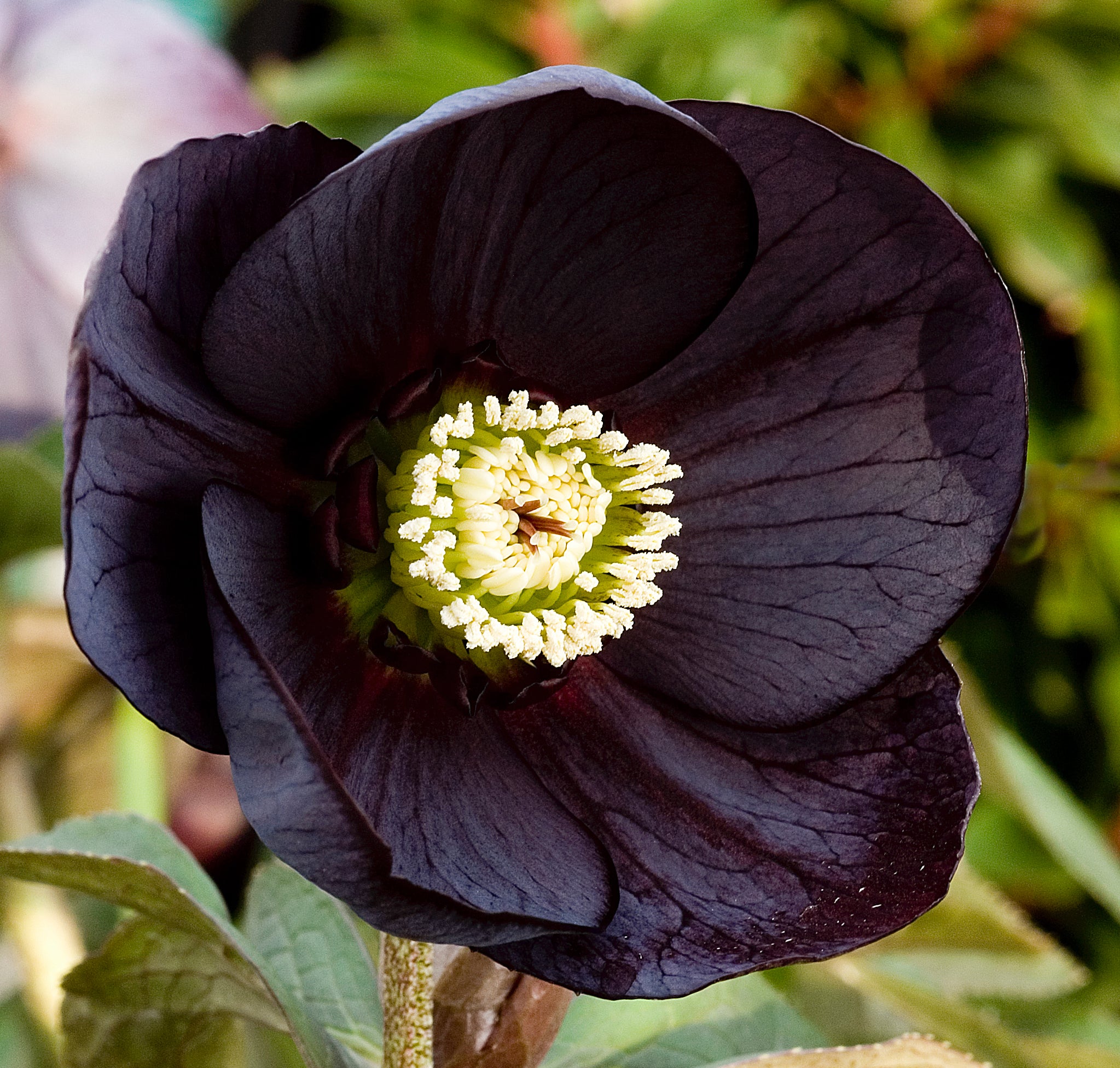 HELLEBORUS MIDNIGHT 14CM POT – The Heritage Nursery