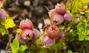 bush tucker tour canberra