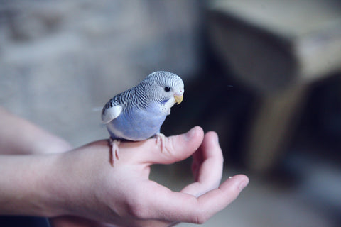 bird standing on hand
