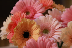 Gerbera daisy