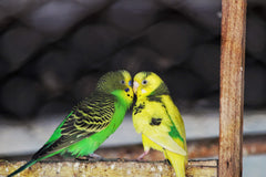 love birds