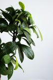 Ficus benjamina2