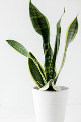 Snake plant