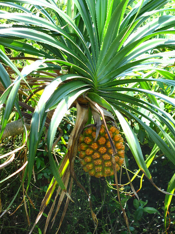 露兜樹 海菠蘿