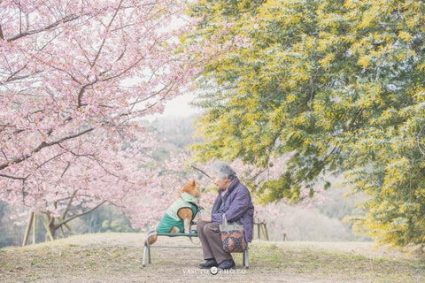 一輯唯美「奶奶與柴犬」相片 背後藏洋蔥故事  Yasuto