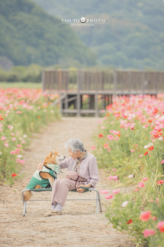 一輯唯美「奶奶與柴犬」相片 背後藏洋蔥故事