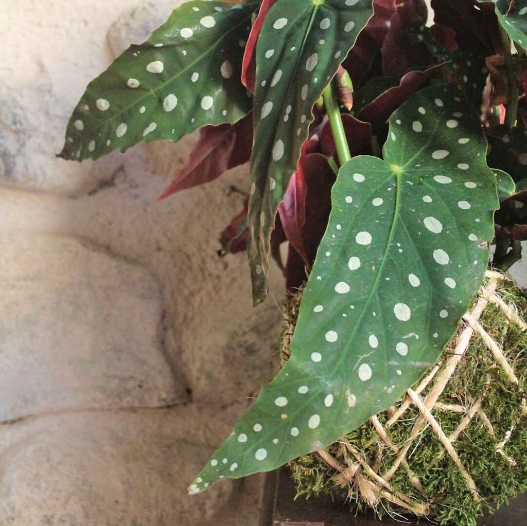 Kokedama Begonia Maculata – Il Giardino di Vetro