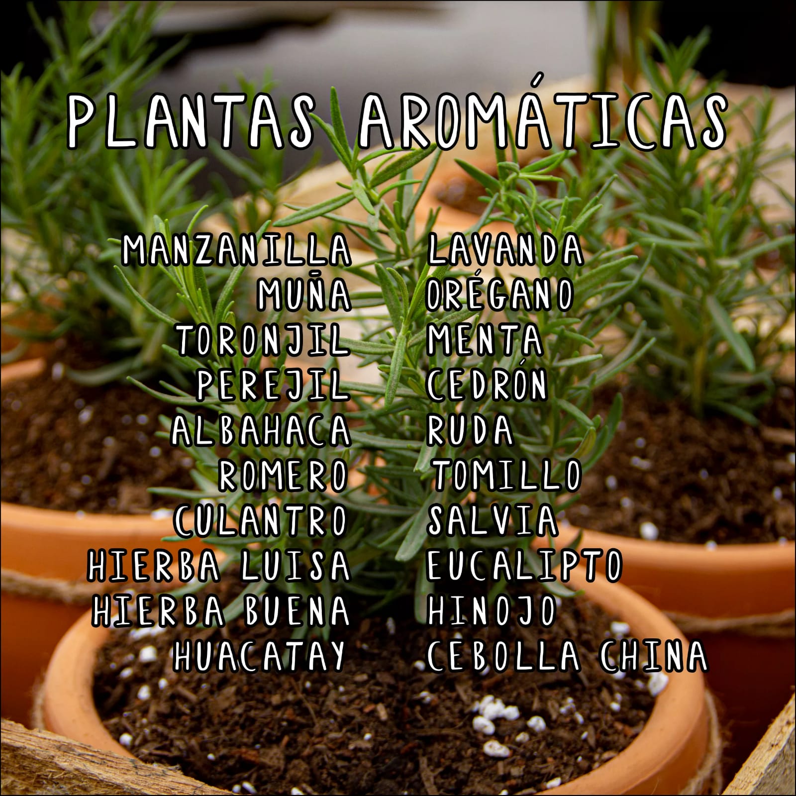 Plantas Aromáticas – Lima Compost