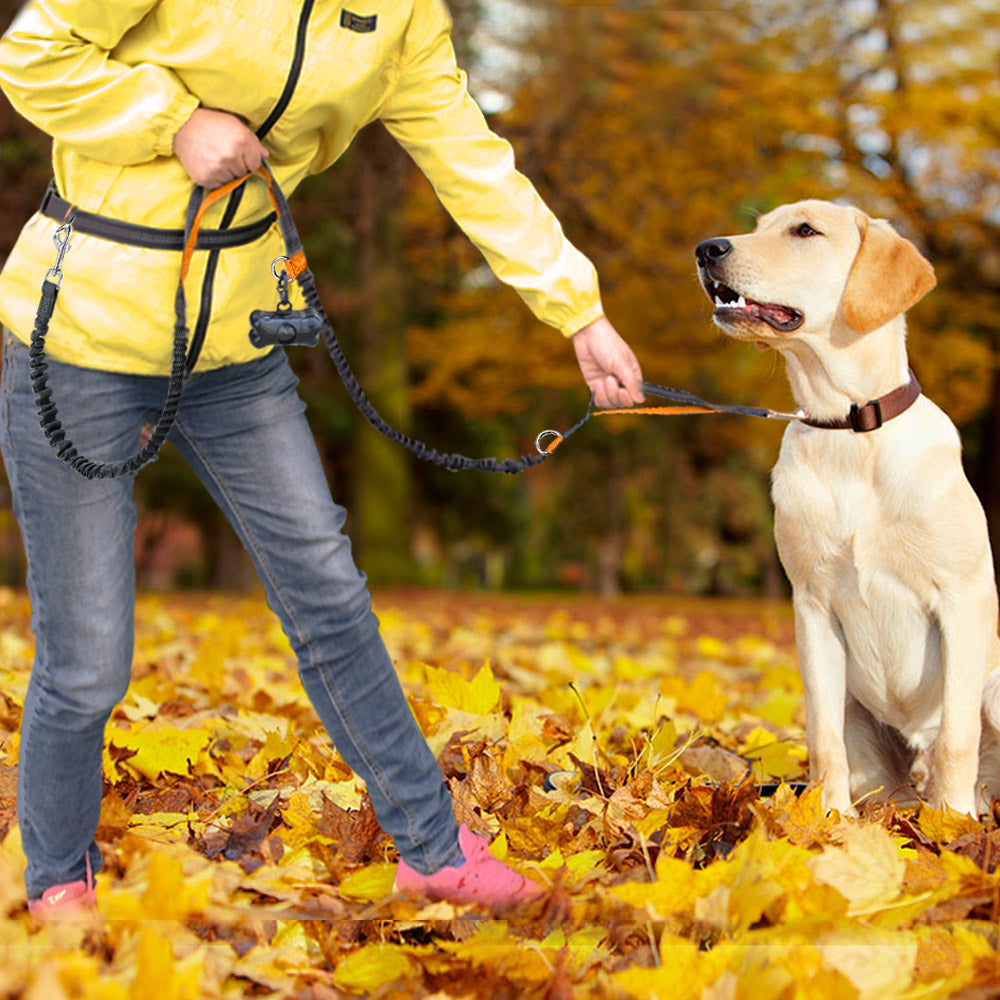 handsfree bungee dog leash