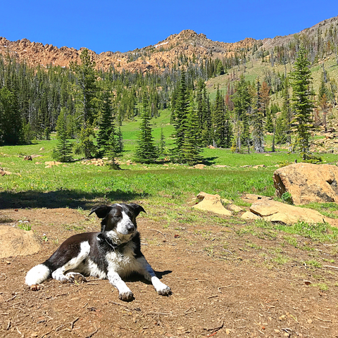 Camping Dog