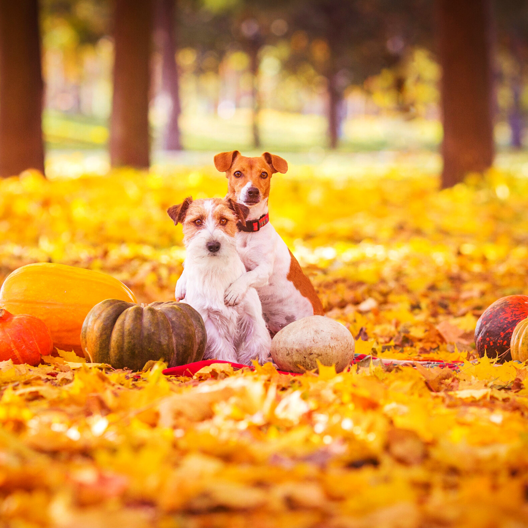 Fall Doggies