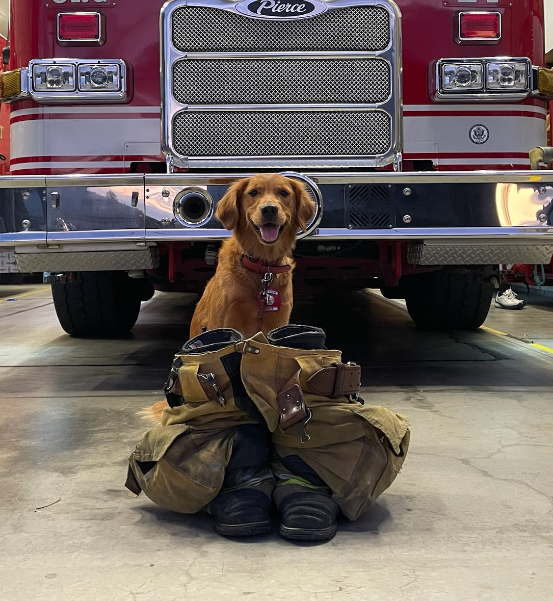 Ember the Fire Dog