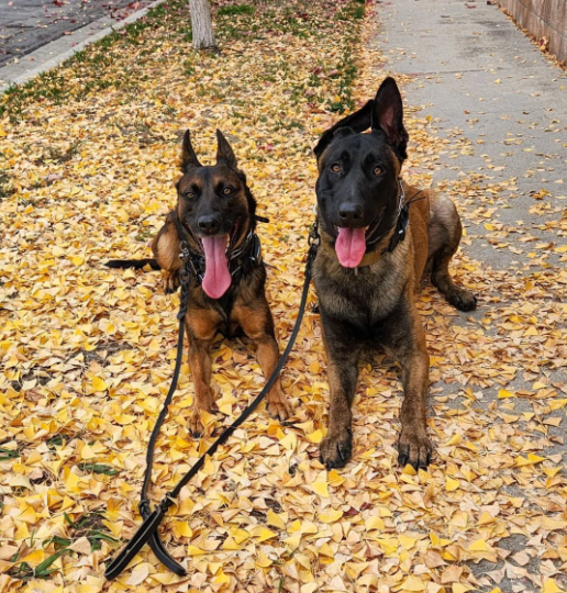 FALL DOGS