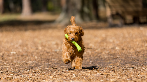 Goldendoodle puppy running with a stick