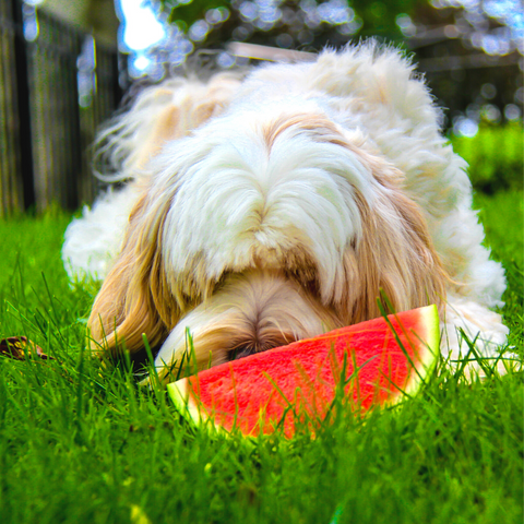 watermelon dog