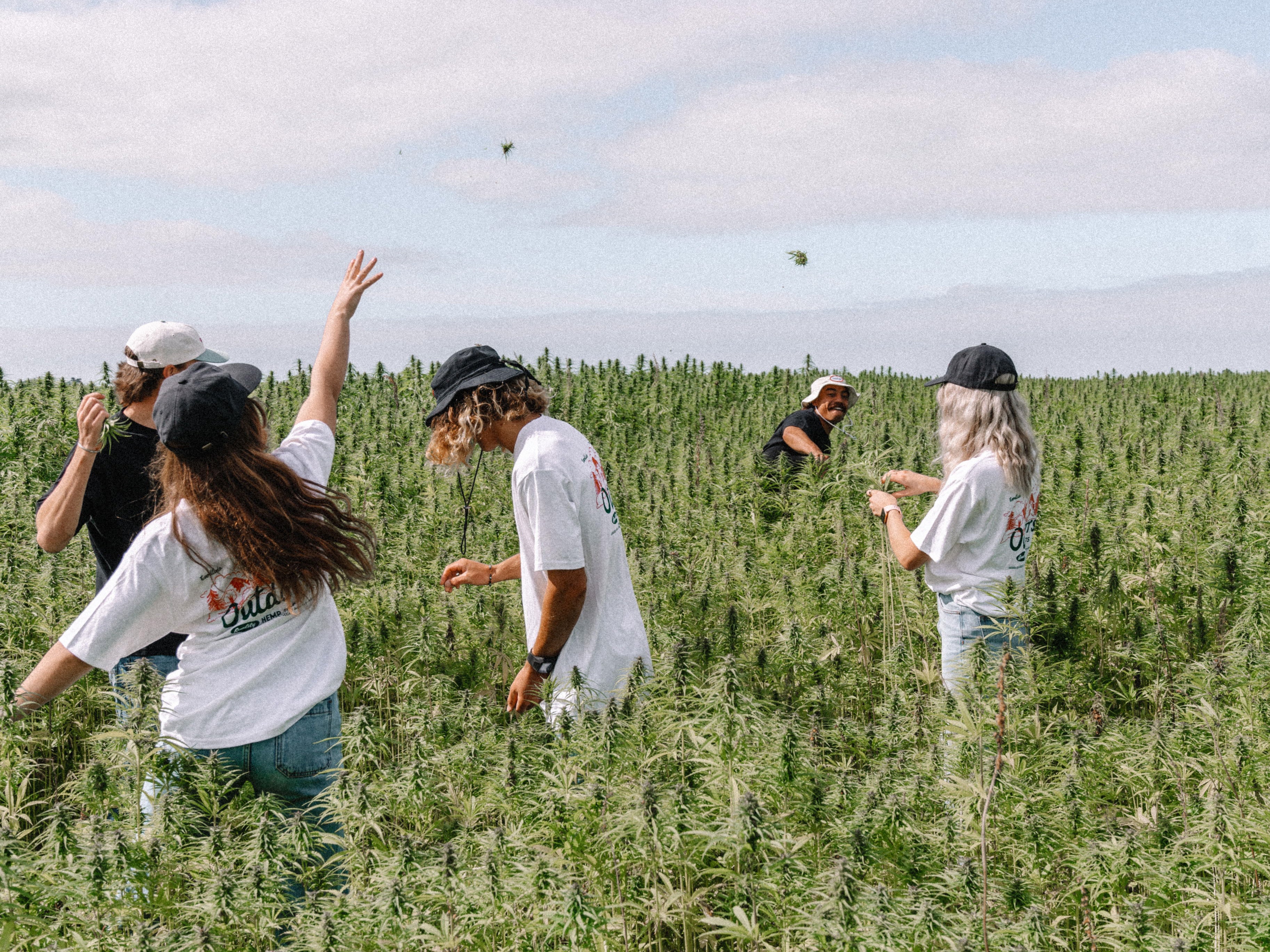 Hemp Field 