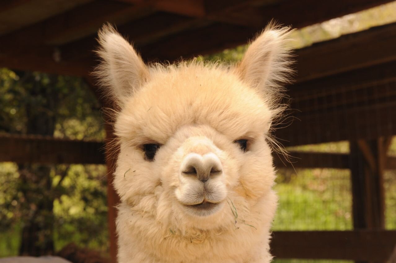 Closeup of a grinning alpaca