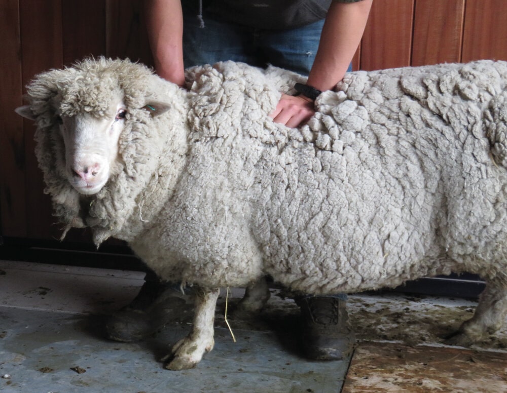 Side view of a Cormo sheep with thick, hearty wool