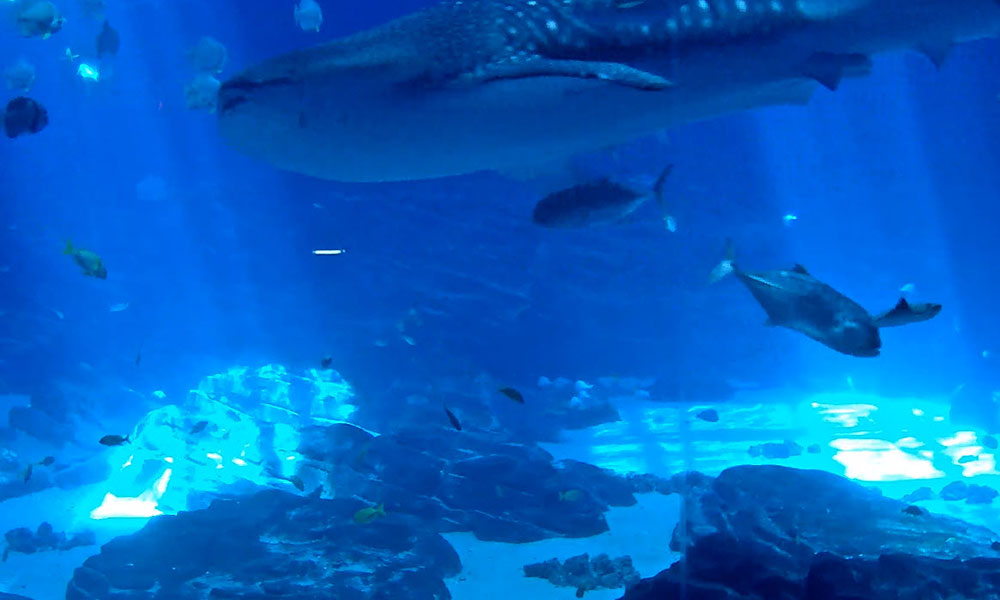 Georgia Aquarium Live Cams | Flashpacker Chronicles 