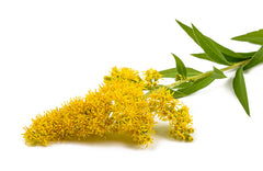 Goldenrod herb for holistic animal health