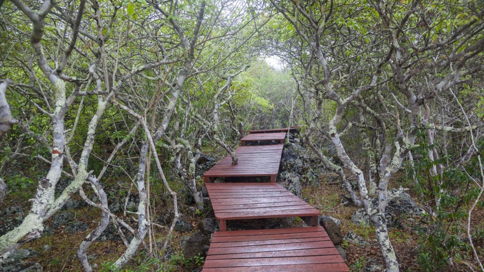 Palo Santo trees growing alongside a boardwalk