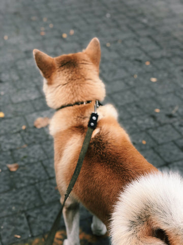 small brown dog on leash