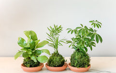 Moss Acres Handcrafted Kokedama