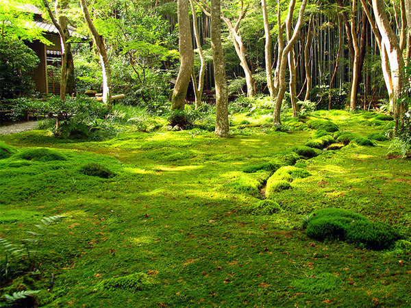 Buying Live Moss: A Luscious Green Guide to Sourcing & Prep