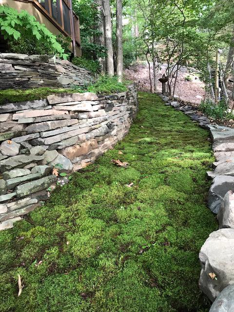 Moss As A Low Maintenance Log Cabin Landscape