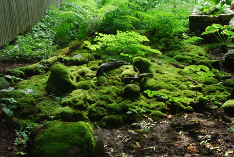 Moss Gardening Soothes the Senses