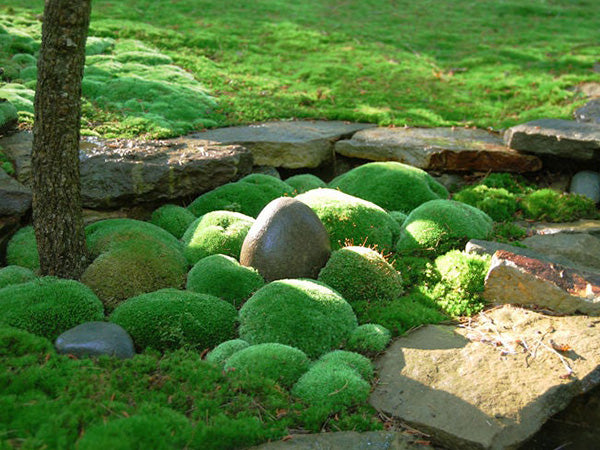 The benefits of decorating with moss