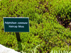 Live Moss for Sale - Live Moss Walls & Decor Alternative Lawns