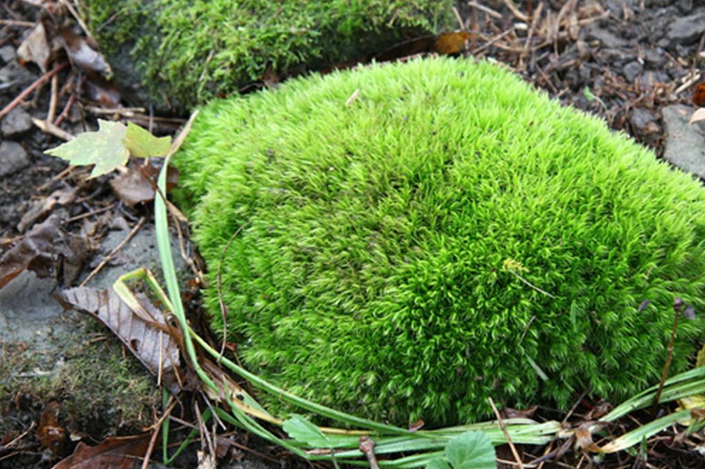 Where to buy live moss 🛍️ 🌱 Source the best varieties for your projects