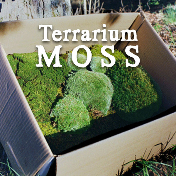 Twisted Moss Syntrichia Ruralis Terrarium Moss Ground Cover 