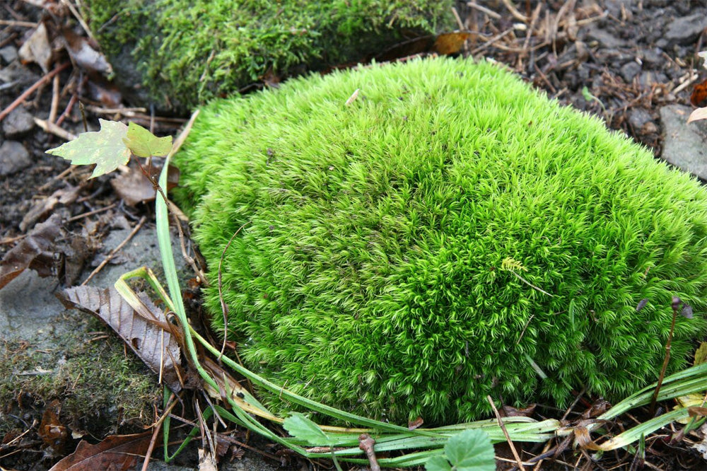 Moss - An Amazing Plant – Moss Acres