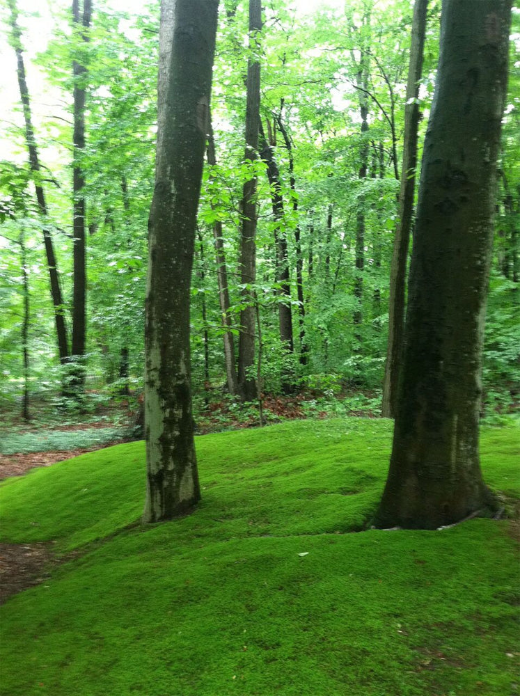 Mosses for Shade – Moss Acres