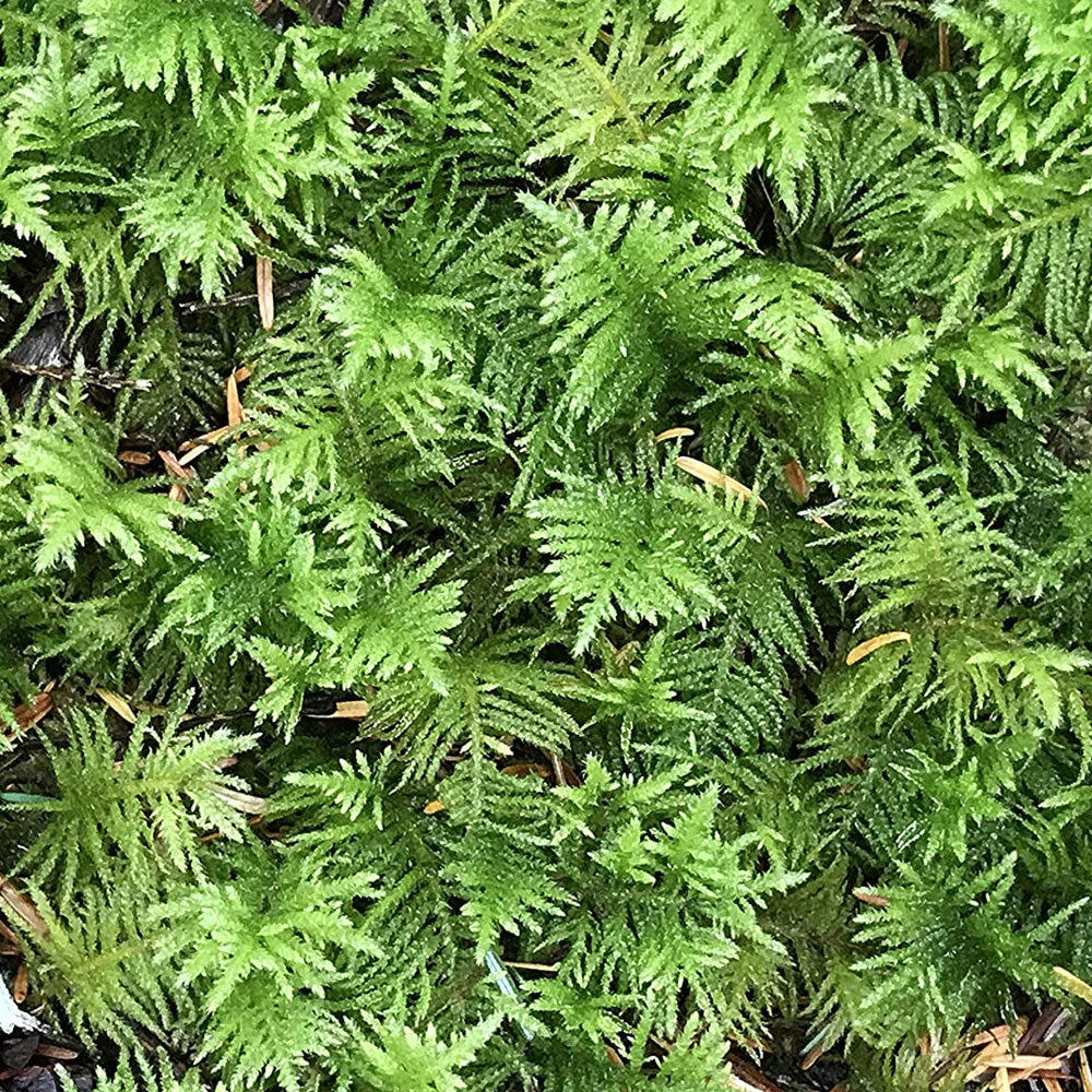 Fern Moss Thuidium Delicatulum Moss Acres 