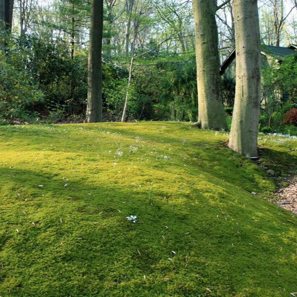 Moss Lawns are becoming increasingly popular