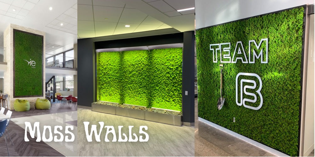 Moss Walls - Indoors – Moss Acres