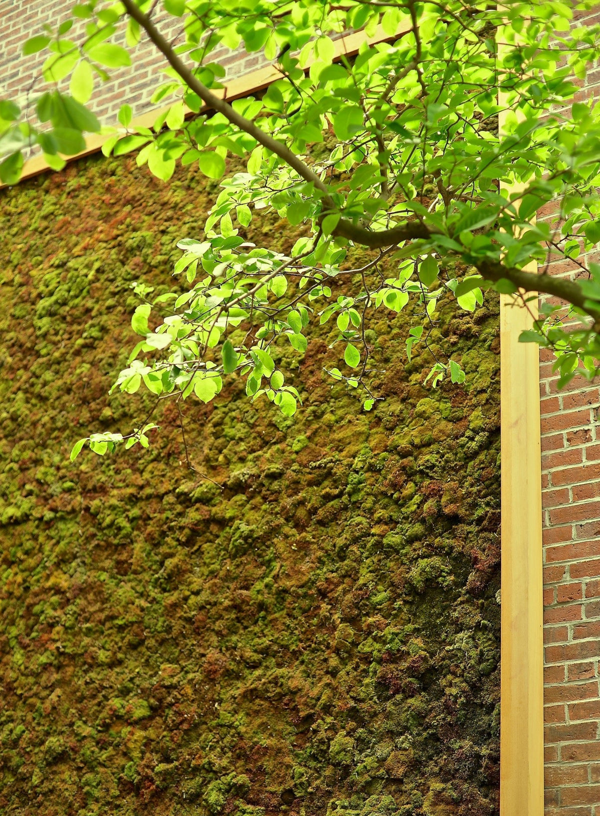 Moss Wall Pictures, Leaf it at Home