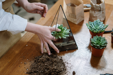 add the plants to your terrarium
