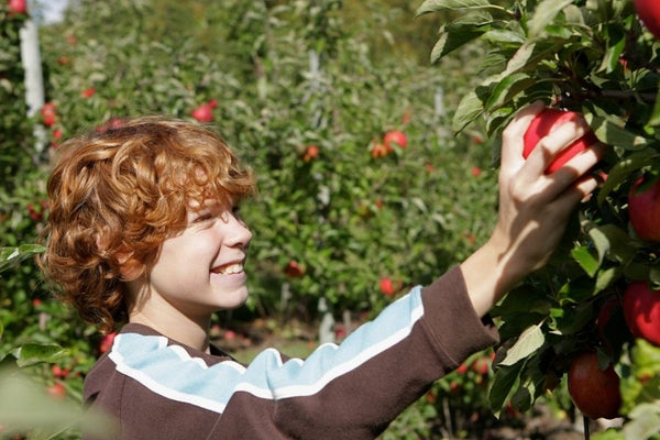 Appels plukken activiteit herfstvakantie zelfpluktuin 