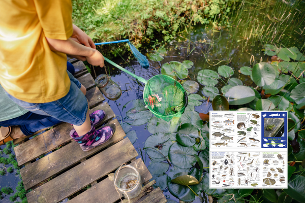Waterdiertjes zoeken ontdekken en herkennen met een zoekkaart van tringa paintings