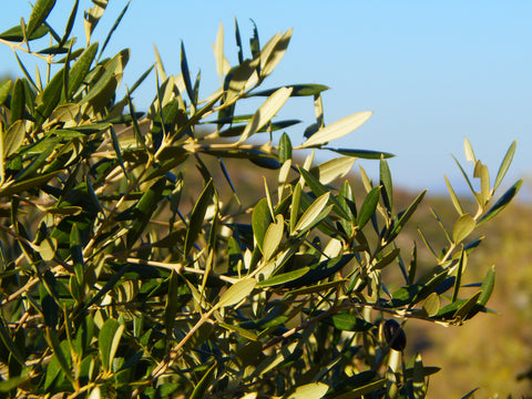 Olivenstrauch mit Oliven
