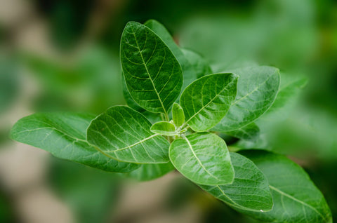 Ashwagandha The Stress Buster