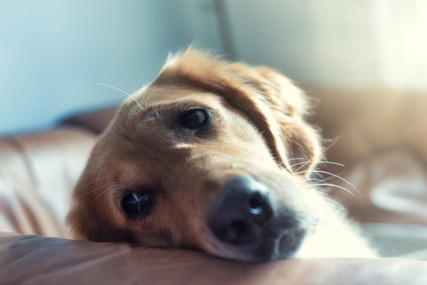 causes of internal bleeding in dogs