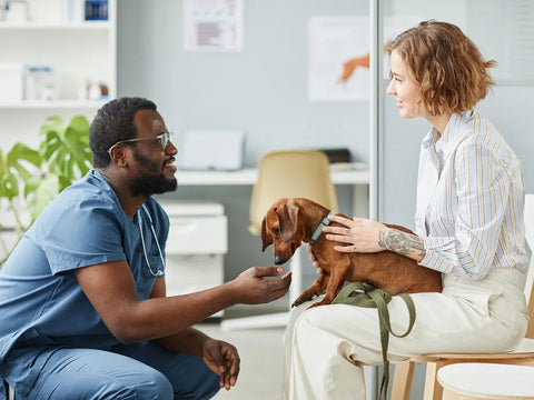 Importance of Consulting with veterinarians for your dog's health