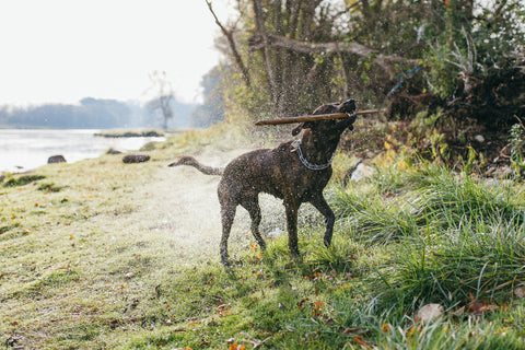 Immune-Boosting Marvel for dogs