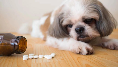 Incorrect Dosage of yunnan baiyao in pets