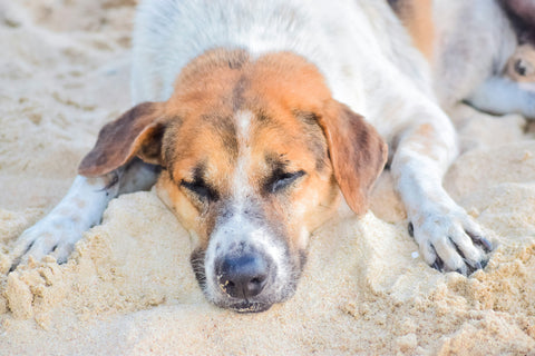 Unraveling Canine Health A Guide to Common Dog Diseases